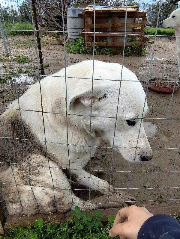 Husky - 10 mesi Foto 2